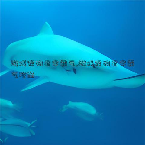 游戏宠物名字霸气,游戏宠物名字霸气冷酷